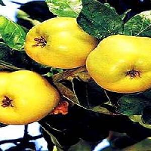 به | به چه خواصی دارد؟