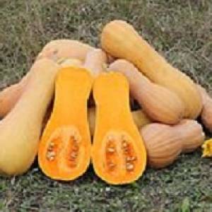 کدوتنبل | خواص پنهان کدوتنبل